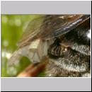 Stylops melittae - Faecherfluegler m04 5mm an Andrena vaga.jpg